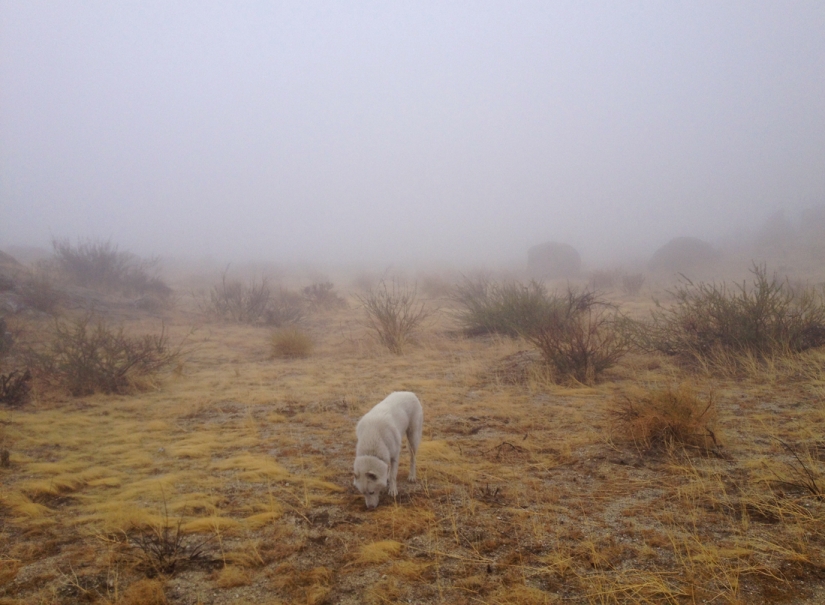 Los viajes de John y su lobo husky