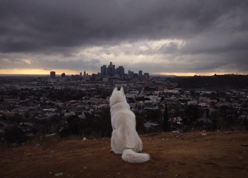 Los viajes de John y su lobo husky