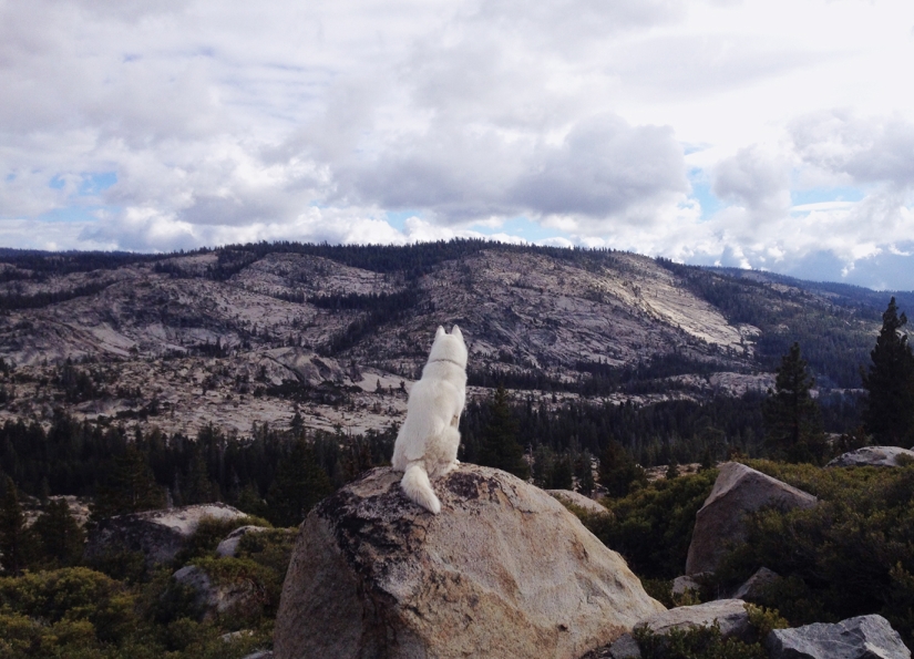 Los viajes de John y su lobo husky