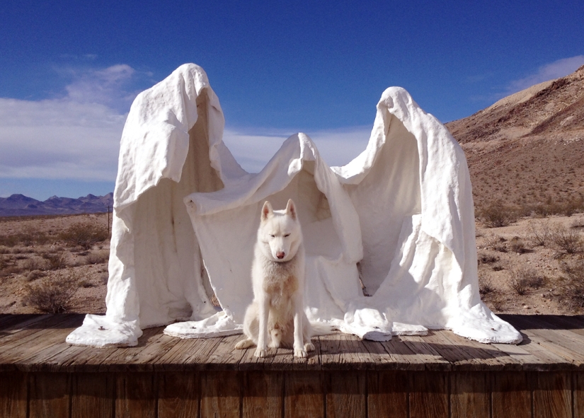 Los viajes de John y su lobo husky