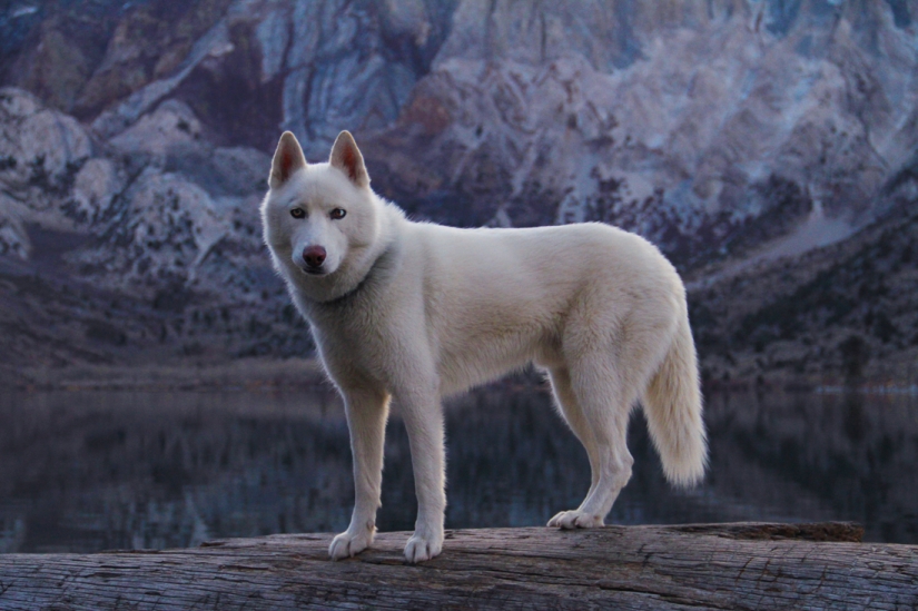 Los viajes de John y su lobo husky