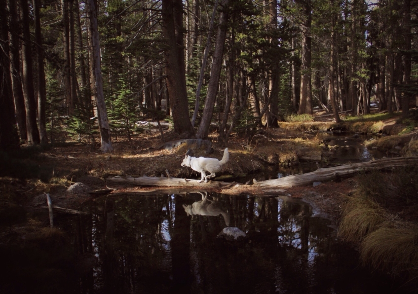 Los viajes de John y su lobo husky