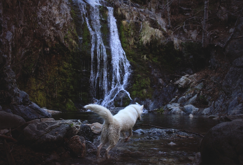 Los viajes de John y su lobo husky