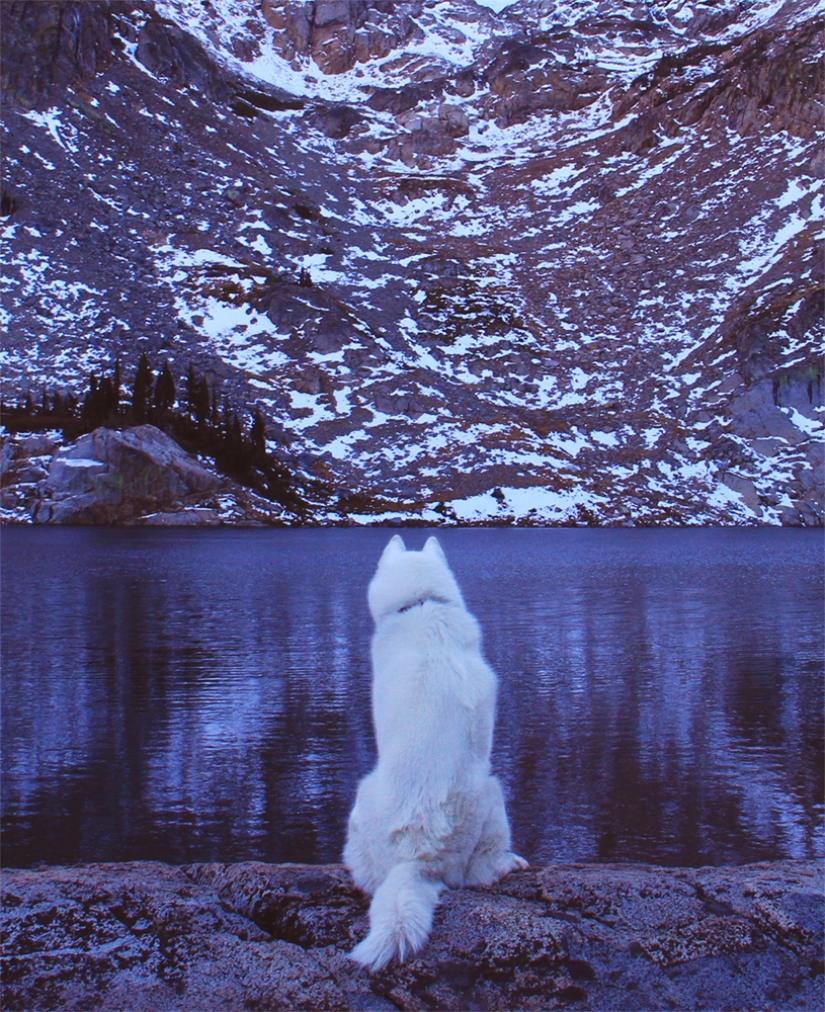 Los viajes de John y su lobo husky