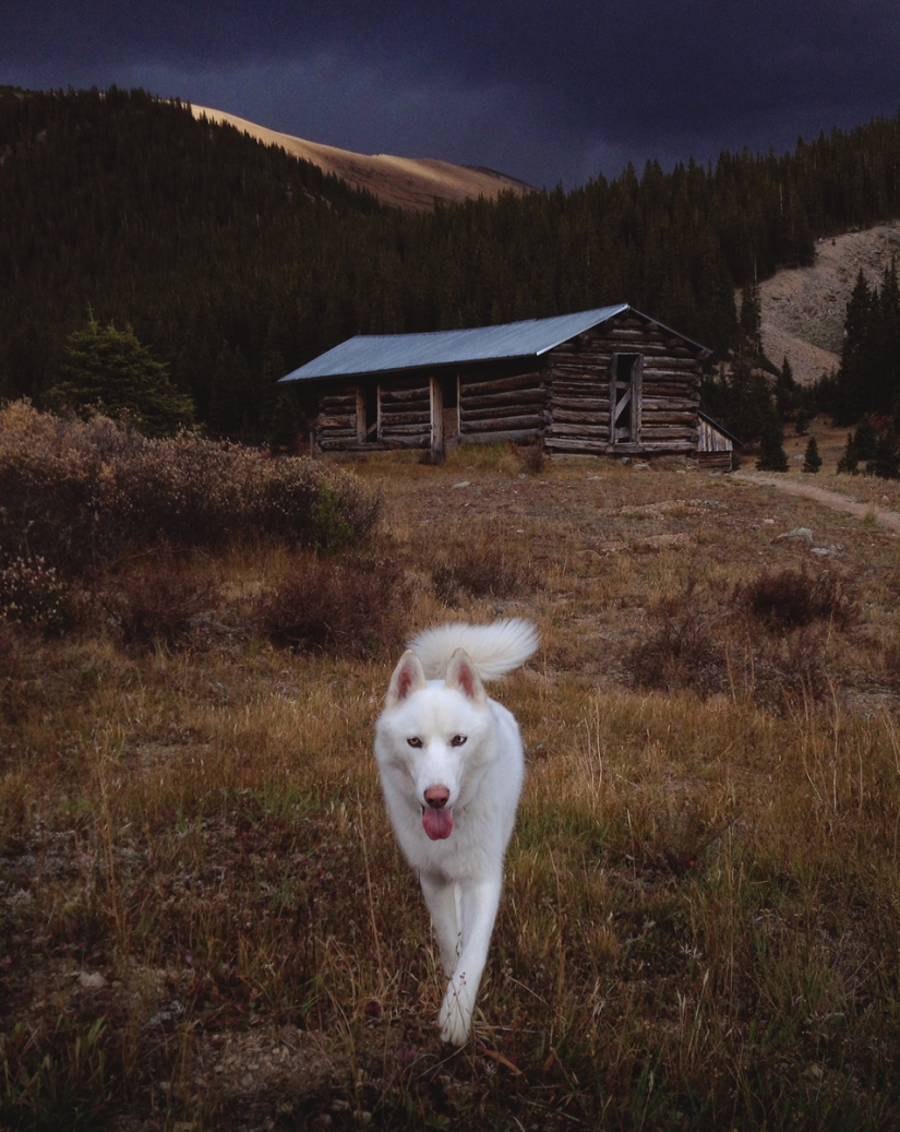 Los viajes de John y su lobo husky