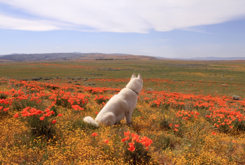 Los viajes de John y su lobo husky