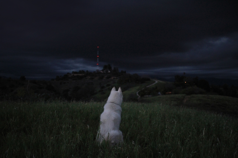Los viajes de John y su lobo husky