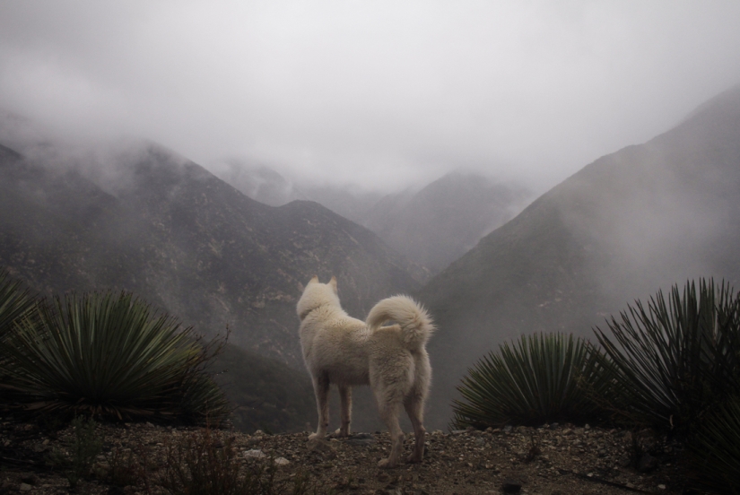 Los viajes de John y su lobo husky