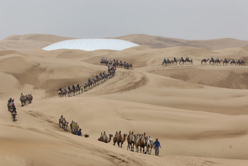 Loto en el desierto de Xiangshawan