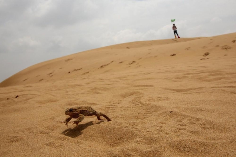 Loto en el desierto de Xiangshawan