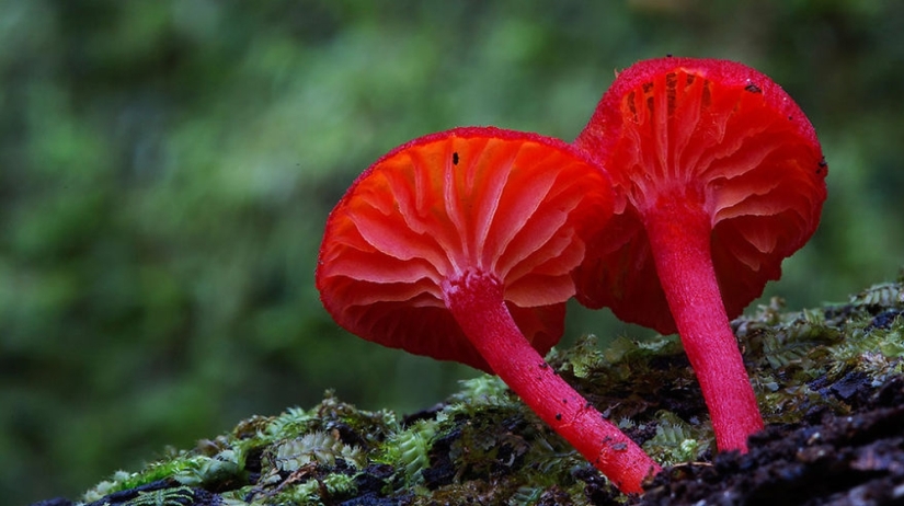 Love to mushroom Love to mushroom