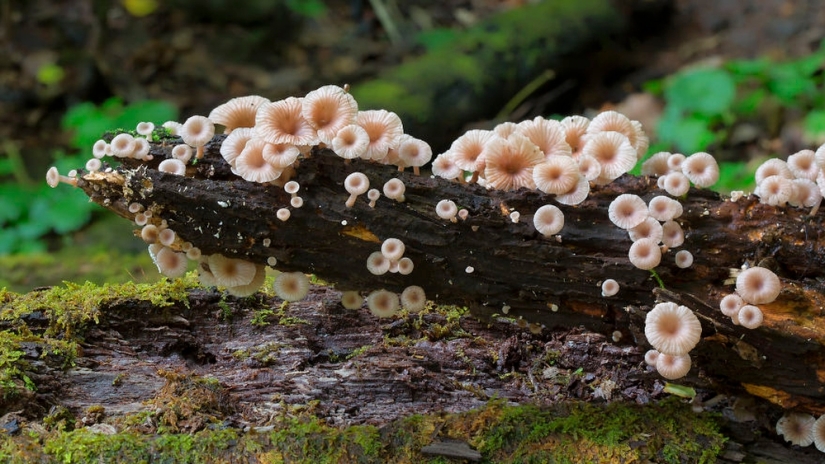 Love to mushroom Love to mushroom