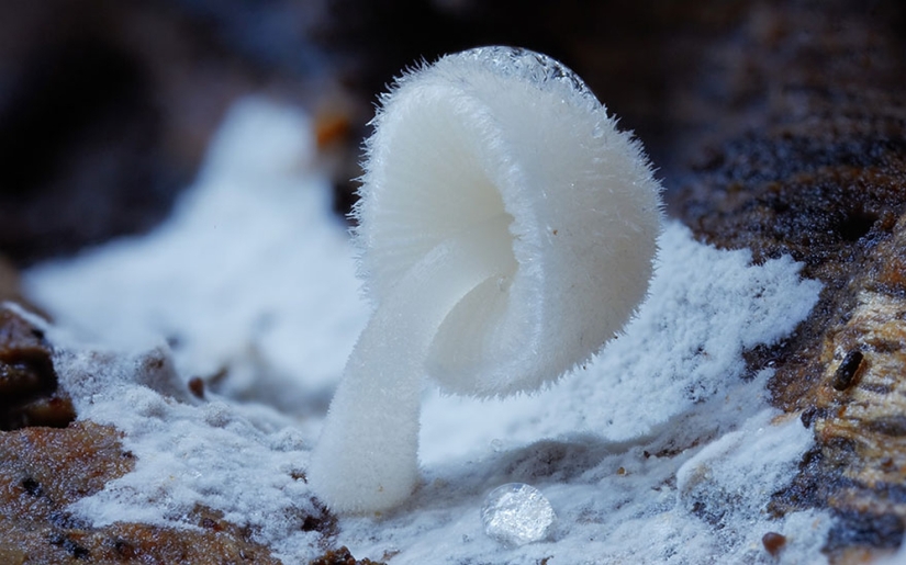 Love to mushroom Love to mushroom