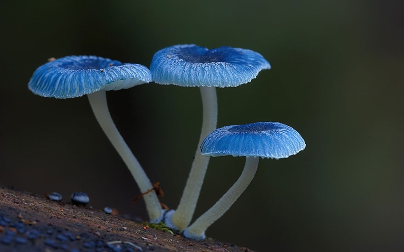 Love to mushroom Love to mushroom
