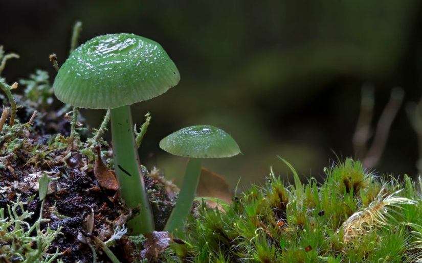 Love to mushroom Love to mushroom