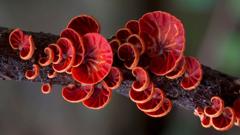 Love to mushroom Love to mushroom