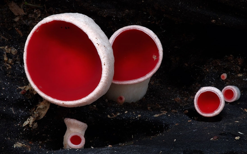 Love to mushroom Love to mushroom