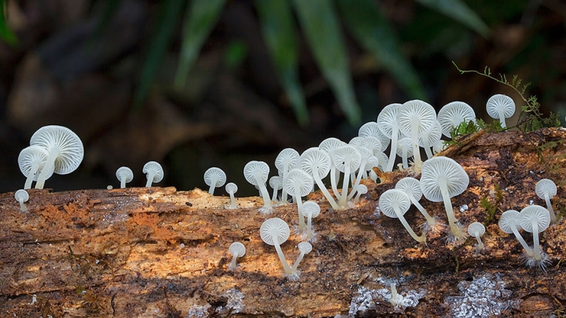 Love to mushroom Love to mushroom