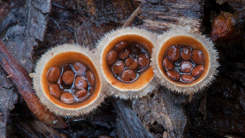Love to mushroom Love to mushroom