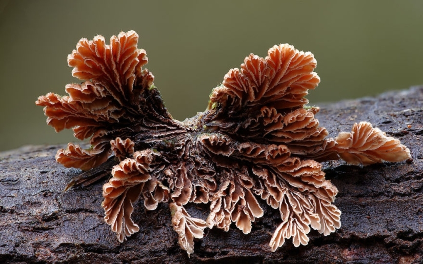 Love to mushroom Love to mushroom
