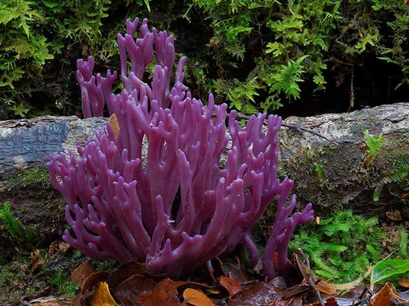 Love to mushroom Love to mushroom