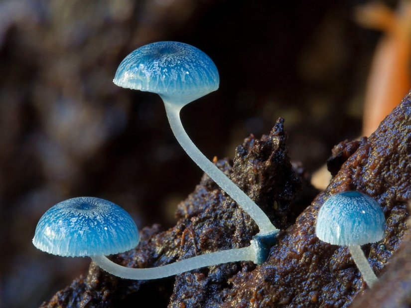 Love to mushroom Love to mushroom