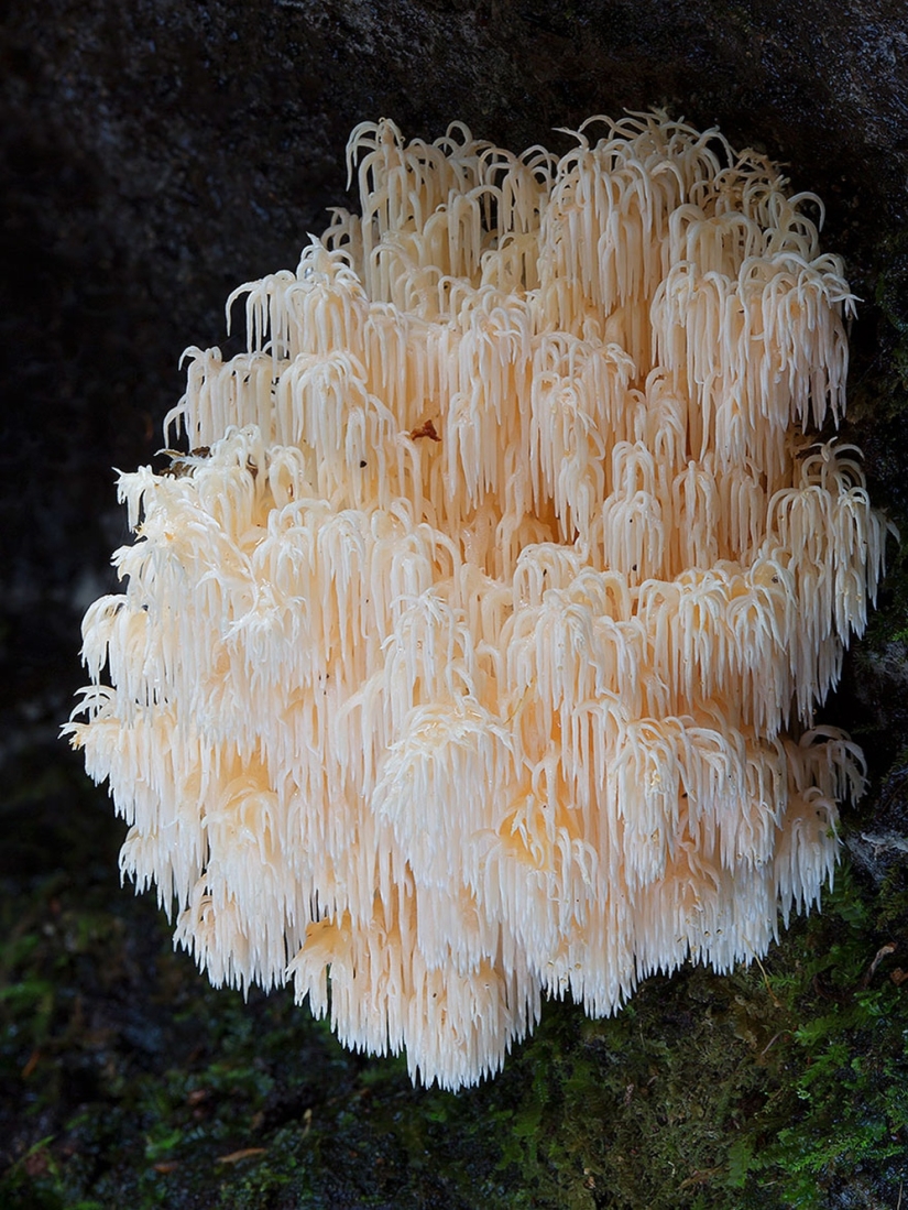 Love to mushroom Love to mushroom