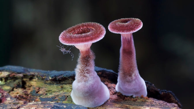 Love to mushroom Love to mushroom