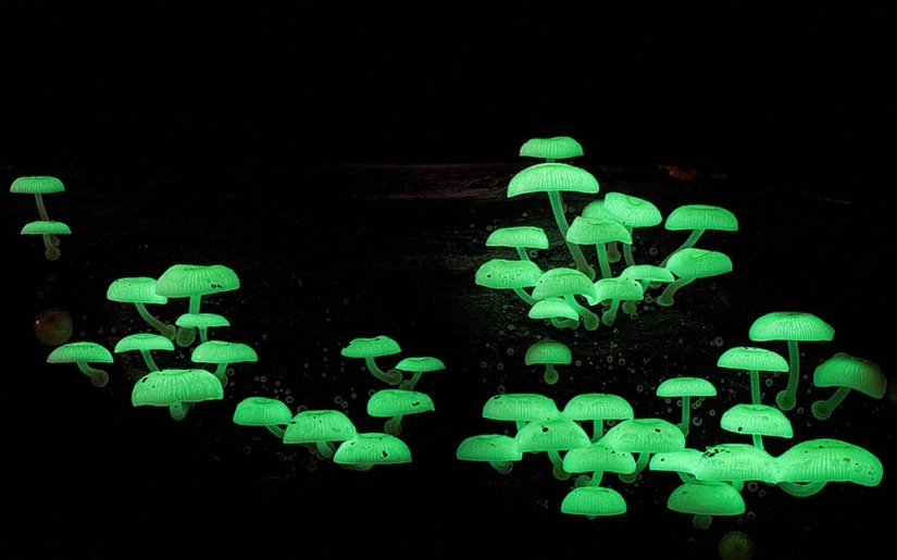 Love to mushroom Love to mushroom
