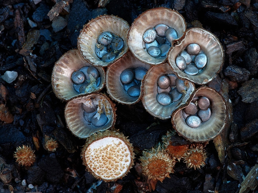 Love to mushroom Love to mushroom