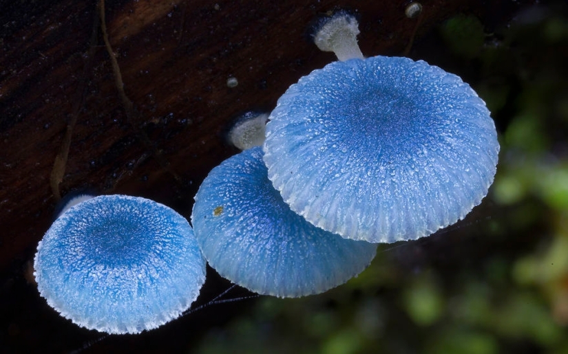 Love to mushroom Love to mushroom