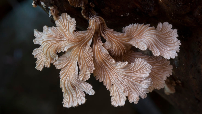 Love to mushroom Love to mushroom