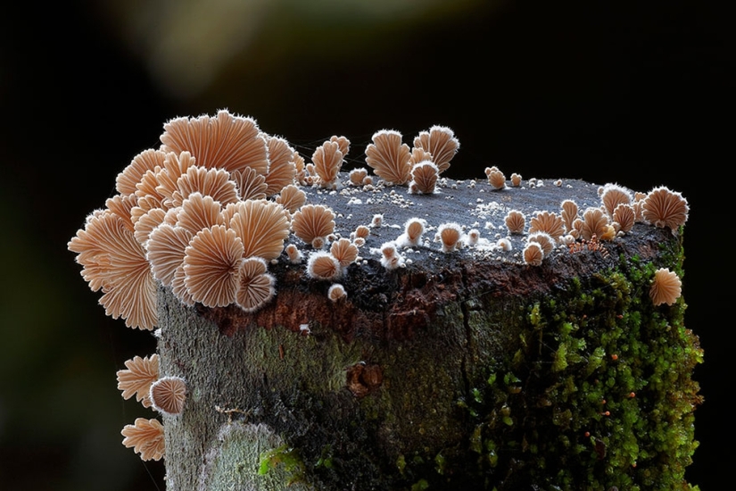 Love to mushroom Love to mushroom