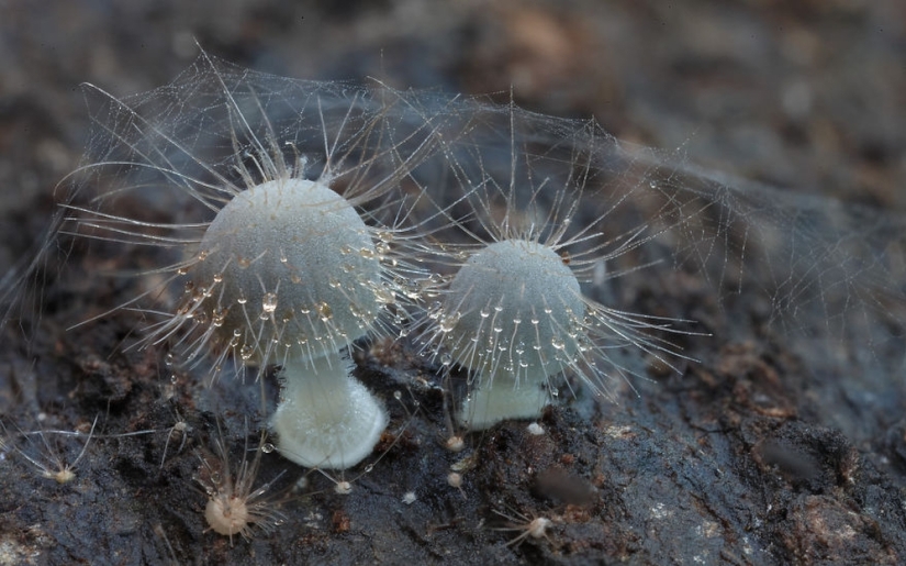 Love to mushroom Love to mushroom
