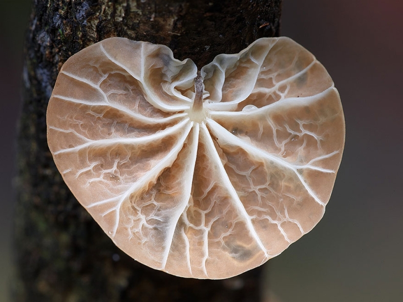 Love to mushroom Love to mushroom