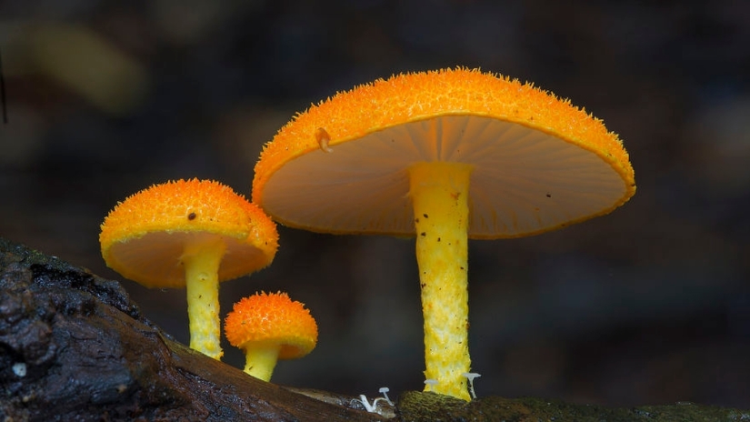 Love to mushroom Love to mushroom