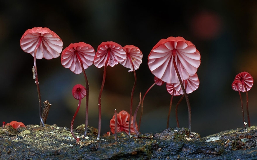 Love to mushroom Love to mushroom