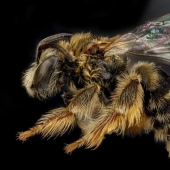 lovely insects lovely insects
