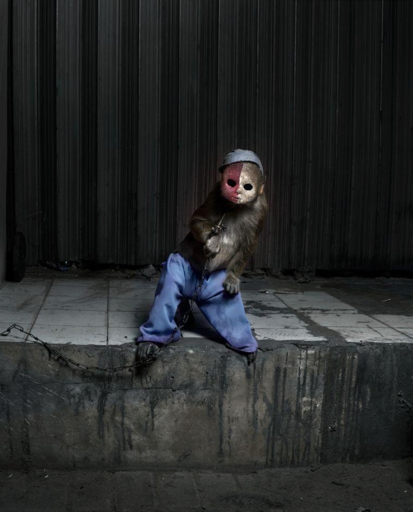 Macaques in masks - an eerie sight