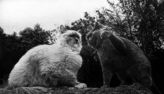 Maestro del dibujo a lápiz - Paul Lang