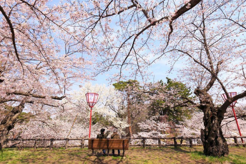 Magical Cherry Blossom Photos from National Geographic