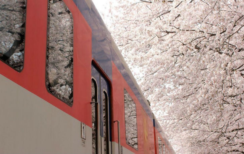 Magical Cherry Blossom Photos from National Geographic