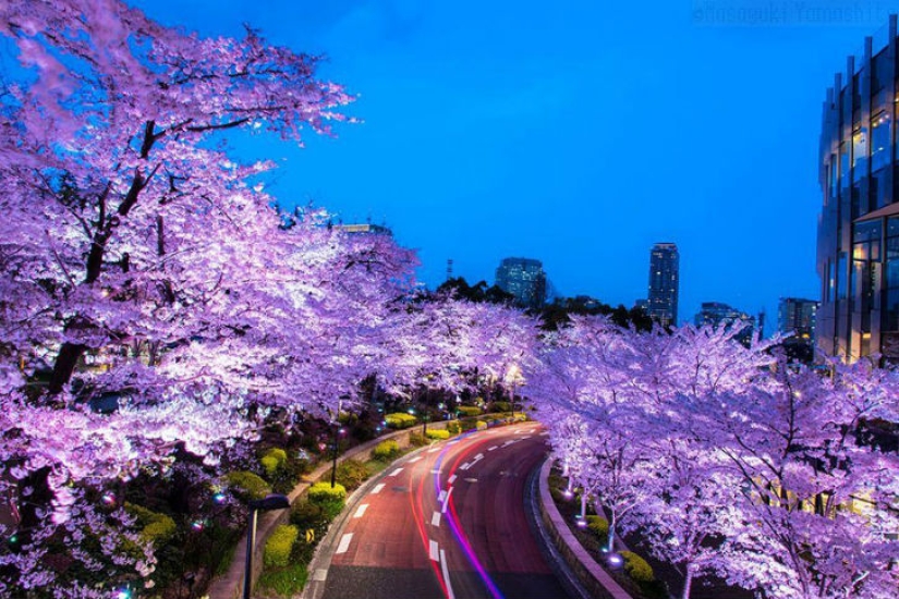 Magical Cherry Blossom Photos from National Geographic