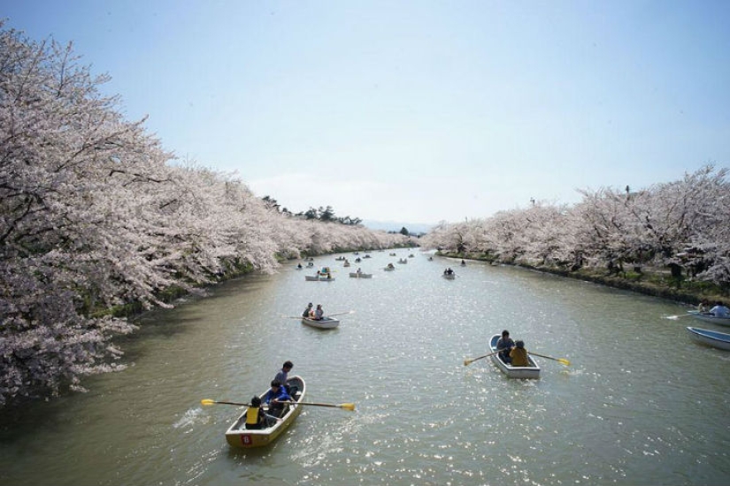 Magical Cherry Blossom Photos from National Geographic