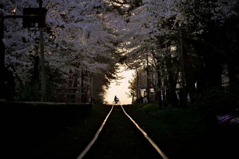 Magical Cherry Blossom Photos from National Geographic