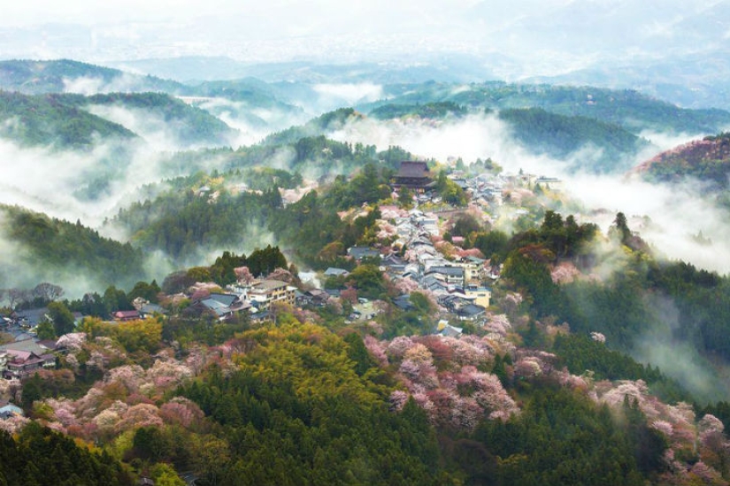 Magical Cherry Blossom Photos from National Geographic