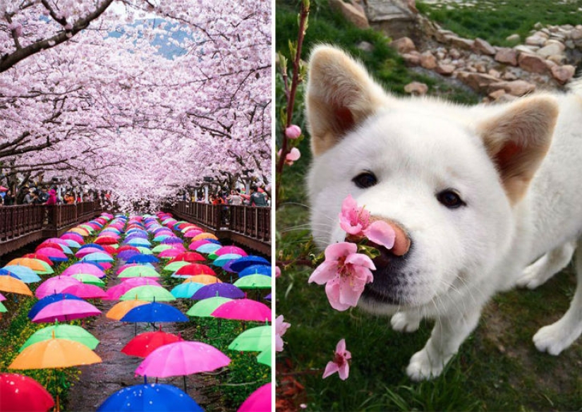 Magical Cherry Blossom Photos from National Geographic