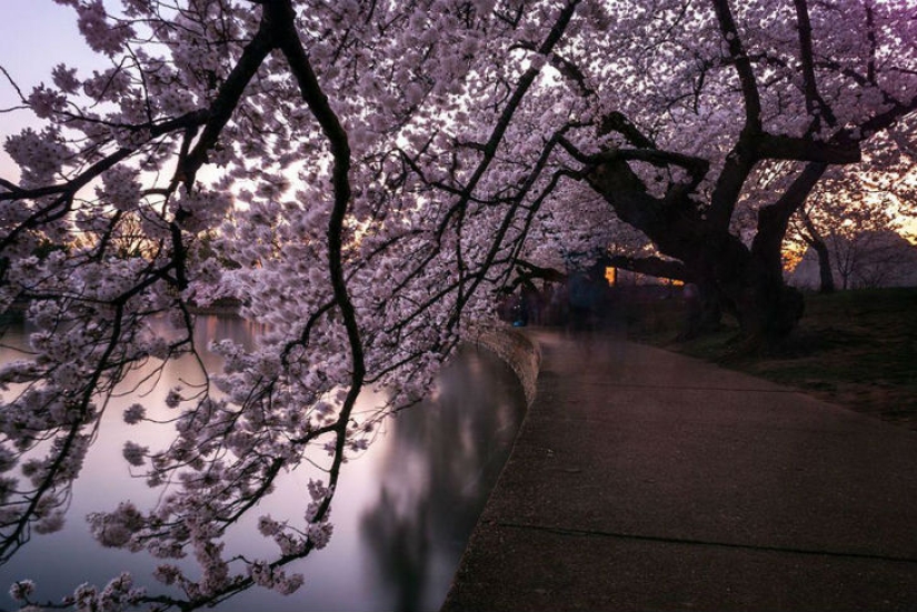 Magical Cherry Blossom Photos from National Geographic