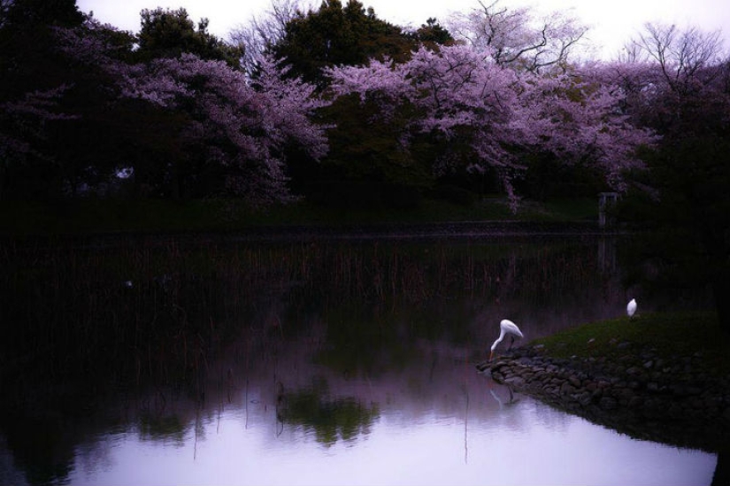 Magical Cherry Blossom Photos from National Geographic
