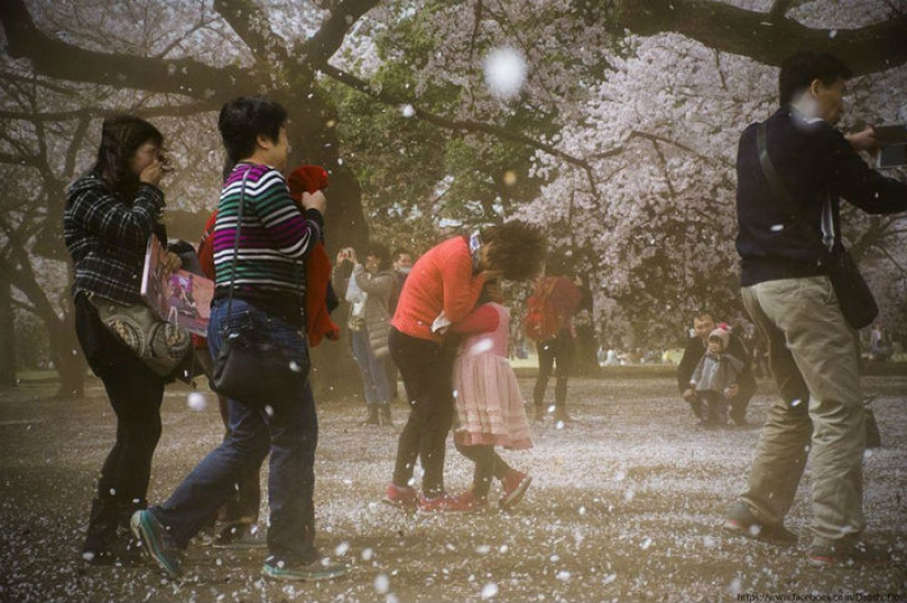 Magical Cherry Blossom Photos from National Geographic